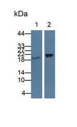 CIRBP Antibody in Western Blot (WB)