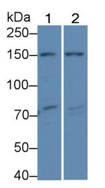 COL4A4 Antibody in Western Blot (WB)