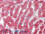 Complement C4b Antibody in Immunohistochemistry (Paraffin) (IHC (P))
