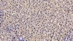 Complement C4b Antibody in Immunohistochemistry (Paraffin) (IHC (P))