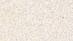 Complement C4b Antibody in Immunohistochemistry (Paraffin) (IHC (P))