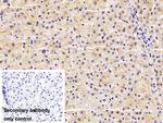 Complement C4b Antibody in Immunohistochemistry (Paraffin) (IHC (P))