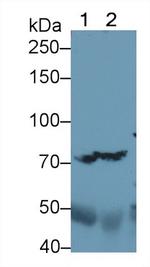 Complement C4b Antibody in Western Blot (WB)