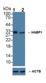C1QBP Antibody in Western Blot (WB)