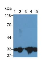 C1QBP Antibody in Western Blot (WB)
