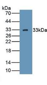 C1QBP Antibody in Western Blot (WB)