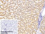 C2 Polyclonal Antibody