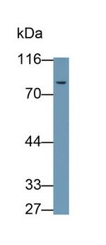 C2 Antibody in Western Blot (WB)