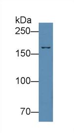Complement C4 Polyclonal Antibody