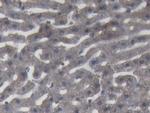 Complement C9 Polyclonal Antibody