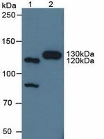 CNTN4 Antibody in Western Blot (WB)
