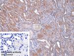 CBF beta Antibody in Immunohistochemistry (Paraffin) (IHC (P))
