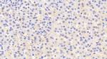 SERPINA6 Antibody in Immunohistochemistry (Paraffin) (IHC (P))