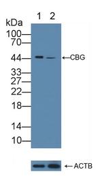 SERPINA6 Antibody in Western Blot (WB)
