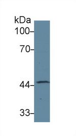 SERPINA6 Antibody in Western Blot (WB)
