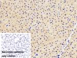 beta L Crystallin Antibody in Immunohistochemistry (Paraffin) (IHC (P))