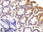 beta L Crystallin Antibody in Immunohistochemistry (Paraffin) (IHC (P))