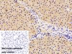 beta L Crystallin Antibody in Immunohistochemistry (Paraffin) (IHC (P))