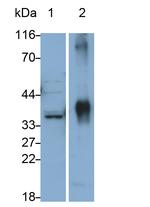 beta L Crystallin Antibody in Western Blot (WB)