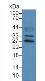 DCL-1 Antibody in Western Blot (WB)
