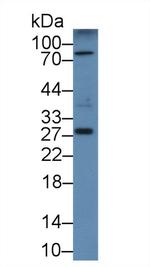 DCL-1 Antibody in Western Blot (WB)