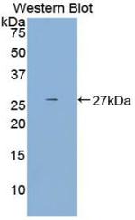 DCL-1 Antibody in Western Blot (WB)