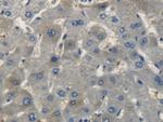 CNP Antibody in Immunohistochemistry (Paraffin) (IHC (P))