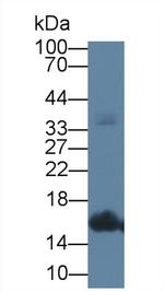 CNP Antibody in Western Blot (WB)