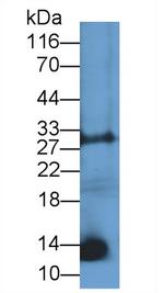 CNP Antibody in Western Blot (WB)