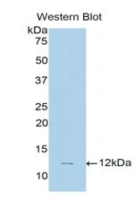 CNP Antibody in Western Blot (WB)