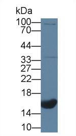 CNP Antibody in Western Blot (WB)
