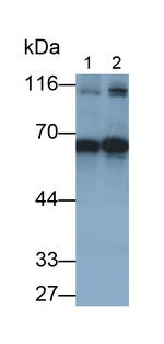 Cyclin B1 Polyclonal Antibody