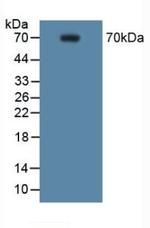 COX2 Antibody in Western Blot (WB)