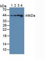 Cyclophilin 40 Antibody in Western Blot (WB)