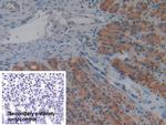 Cyclophilin 40 Antibody in Immunohistochemistry (Paraffin) (IHC (P))