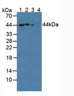Cyclophilin 40 Antibody in Western Blot (WB)