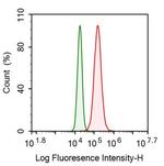 Cystatin B Antibody in Flow Cytometry (Flow)