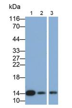 Cystatin B Antibody in Western Blot (WB)