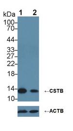 Cystatin B Antibody in Western Blot (WB)