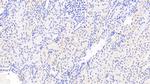 CSRP1 Polyclonal Antibody
