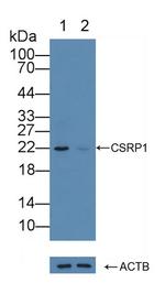CSRP1 Antibody in Western Blot (WB)