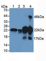 CSRP1 Antibody in Western Blot (WB)