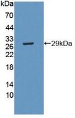 CRISP1 Antibody in Western Blot (WB)