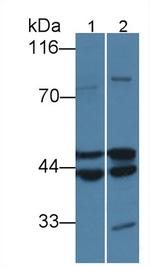 Cytohesin 1 Antibody in Western Blot (WB)