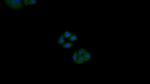 Cytokeratin 18 Antibody in Immunocytochemistry (ICC/IF)