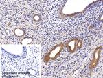 Cytokeratin 18 Antibody in Immunohistochemistry (Paraffin) (IHC (P))