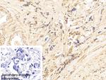 Cytokeratin 18 Antibody in Immunohistochemistry (Paraffin) (IHC (P))