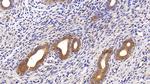 Cytokeratin 18 Antibody in Immunohistochemistry (Paraffin) (IHC (P))