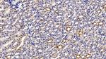 Cytokeratin 18 Antibody in Immunohistochemistry (Paraffin) (IHC (P))