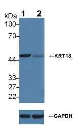 Cytokeratin 18 Antibody in Western Blot (WB)